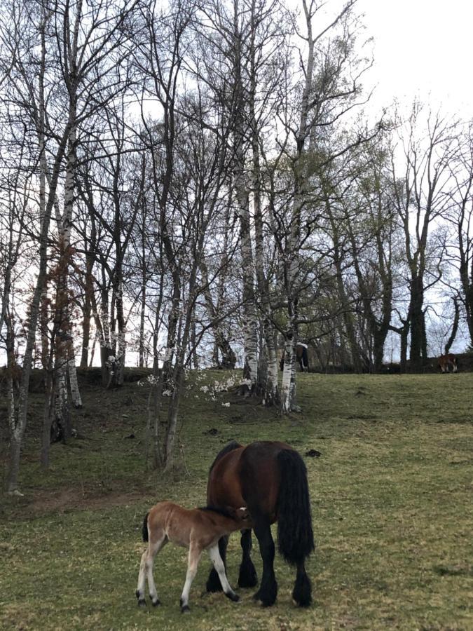 Casa Rural Mollo, Vall De Camprodon 外观 照片